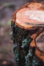 Microbial Risk and Material Resilience in Sustainable Design