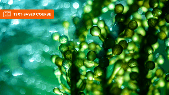 Making Fuels from Algae
